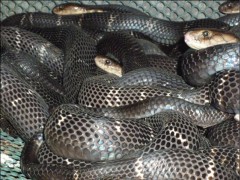 眼鏡蛇養殖技術 ()