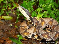 五步蛇養(yǎng)殖技術(shù) ()