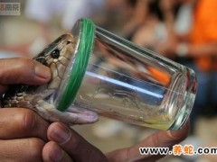 蛇毒抗凝組分的研究