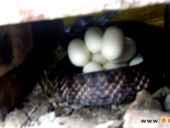 水律蛇的繁殖習性