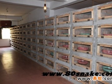 為什么有的蛇場用完了青霉素蛇會大量死亡