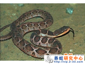 蛇得肺炎會不會傳染？