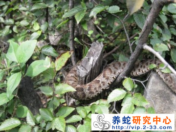 藥物配伍表知識點學習