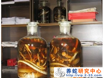 蛇酒的開發與利用