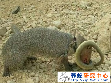 蛇疾病的防治：蛇類天敵