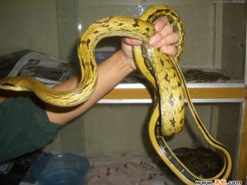 幼蛇的預(yù)防營養(yǎng)缺乏癥和提高成活率