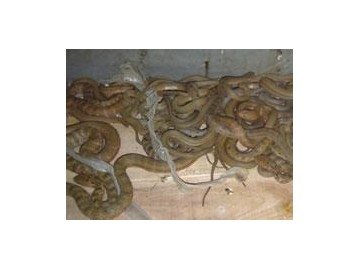 幼蛇的飼喂方法