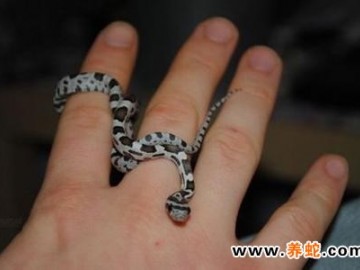 幼蛇的飼養(yǎng)方法