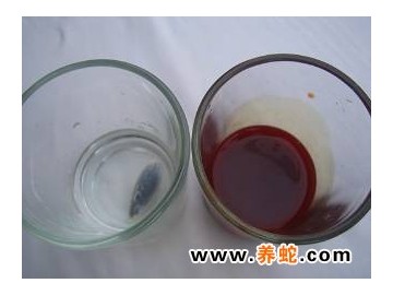 正確飲用蛇血酒和鮮蛇血