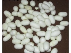 大量收購眼鏡蛇、水律蛇、王蛇蛋20000左右.