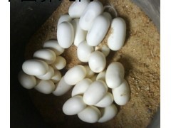 大量求購眼鏡蛇蛋，王蛇蛋，水律蛋