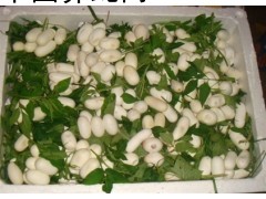 全國范圍求購過樹榕蛇，過樹榕蛇蛋，過樹榕蛇苗，