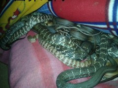 收購水律，眼鏡，大王