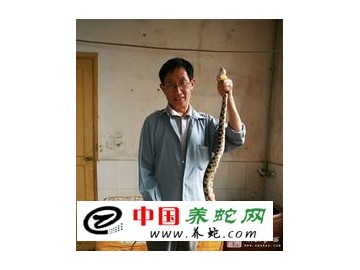 永順蛇專家引資規模養殖五步蛇