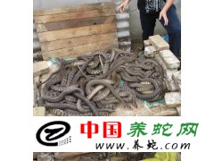 上門收購水律蛇