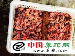 廣西玉林，出售本地雞新鮮冰凍小雞