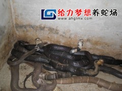 2014年給力夢想眼鏡蛇養殖 (16)