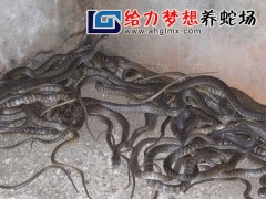 兩月齡水律蛇幼蛇 (15)