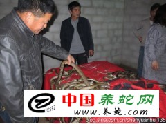 大量收購水律蛇商品蛇