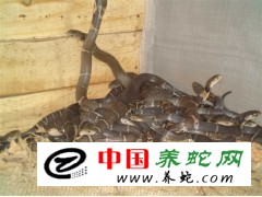 　大量收購(gòu)商品眼鏡蛇。