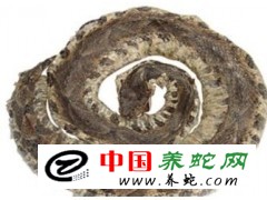 常年收購五步蛇干18756780222