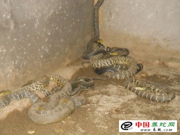 返鄉青年創業創出養蛇專業戶