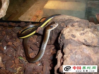 烏梢蛇怎么樣養殖