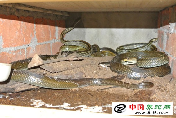 烏梢蛇立體養殖圖片