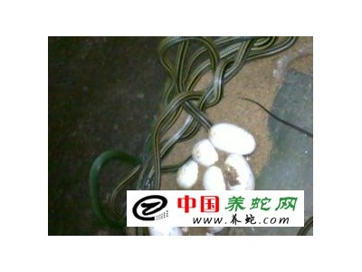 烏梢蛇苗養殖技術