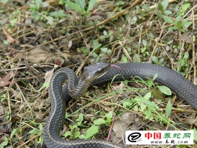 致富經烏梢蛇養殖