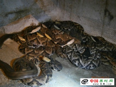 退伍軍人帶頭養(yǎng)蛇致富一方