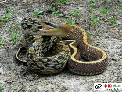 烏梢蛇 養殖