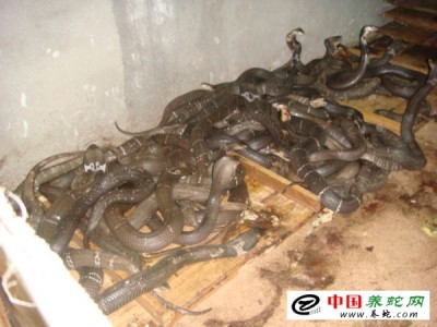 眼鏡蛇養殖利潤怎么樣