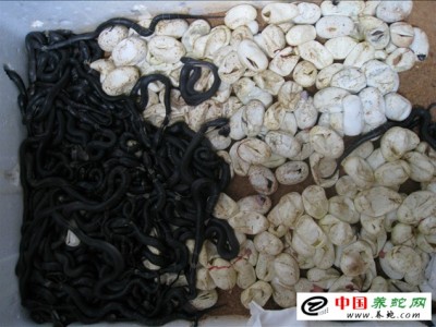 眼鏡蛇苗養殖技術