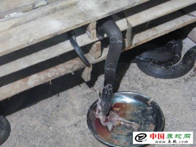 重慶眼鏡蛇養殖基地