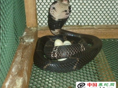 眼鏡蛇 養殖