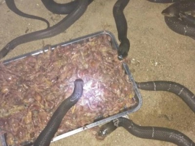 眼鏡蛇 養殖技術