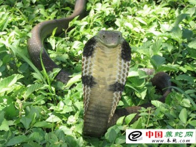 眼鏡蛇王養殖技術