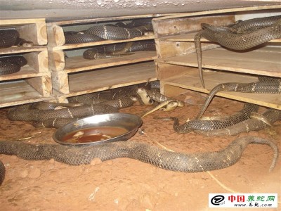 室內眼鏡蛇養殖