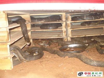 養殖眼鏡蛇的方法