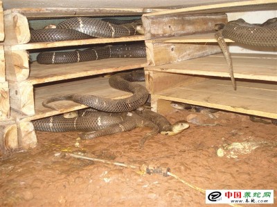 廣西養殖眼鏡蛇