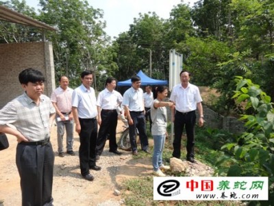 屯昌養殖眼鏡蛇的