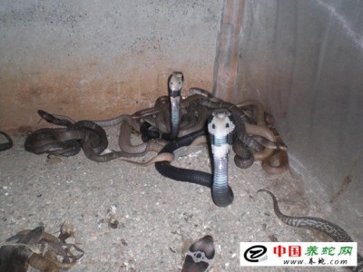 眼鏡蛇養殖利潤