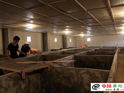 福建眼鏡蛇養殖