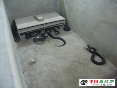 怎么養殖眼鏡蛇