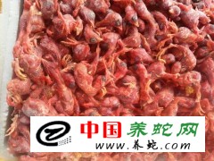 江西南昌附近求購小鵪鶉