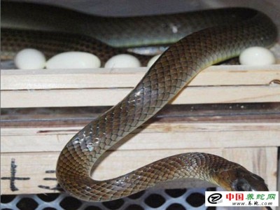 水律蛇養殖成本