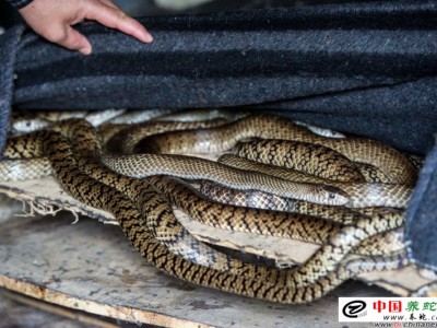 水律蛇的養殖方法