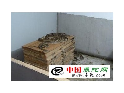 水律蛇無冬眠養殖