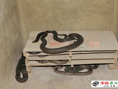 如何養殖水律蛇